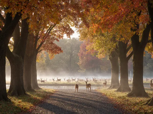 Scenic Viewpoints: The Best Places in London to Experience Fall Foliage